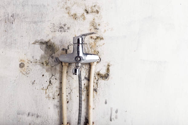 Best Residential Mold Remediation in , CA