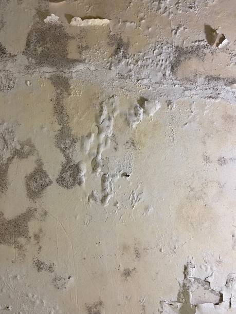 Best Mold Testing and Inspection Services in , CA