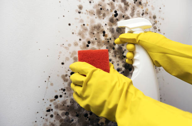Best Attic Mold Remediation in , CA
