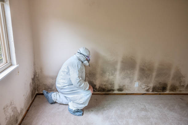 Best Basement Mold Remediation in , CA