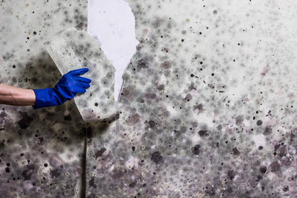 Best DIY Mold Remediation Support Services in , CA