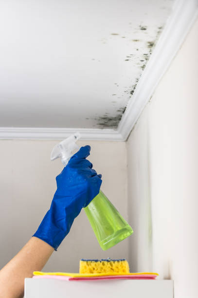 Best Post-Flood Mold Remediation in , CA